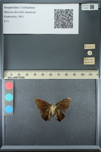 Media type: image;   Entomology 186667